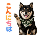 846116242