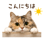 846128953