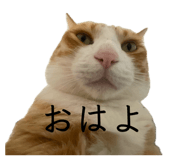 846156916