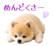 846167055