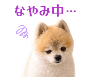 846167062