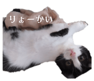 846167508