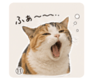 846193587