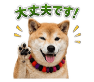 846202111