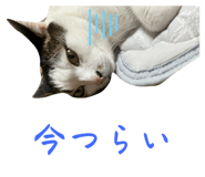 846205901