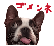 846212454