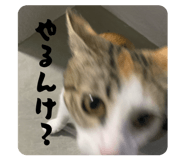 846216162