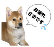 846217529