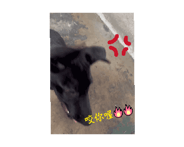 846227735