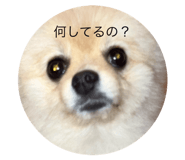 846233067
