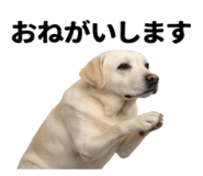 846241833