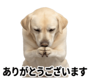 846241845