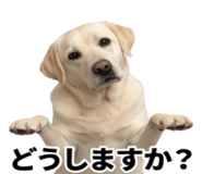 846241855