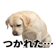 846241862