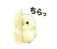 846242037