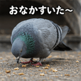 846243560