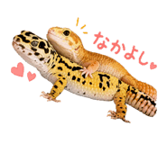 846244456