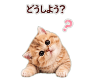 846252718