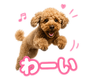 846256356