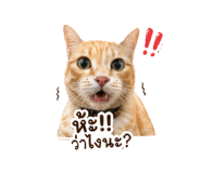 846275354