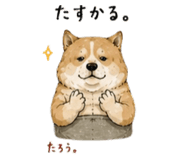 846287202