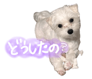 846287630