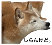 846287657