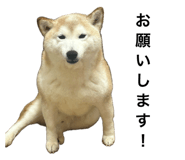 846287658