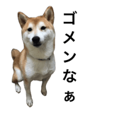 846287667