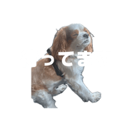 846288062