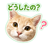 846288204