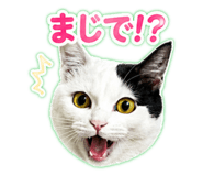 846288221
