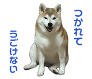 846340683