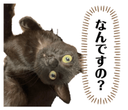 846342365