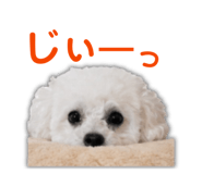 846342839