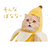 846342885