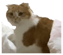 846375433