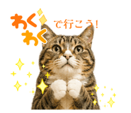 846377094