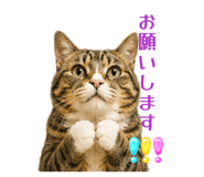 846377095