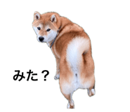 846380842