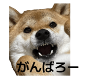 846380856