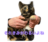 846390539