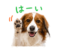 846393581