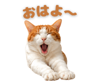 846394529