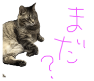 846415377