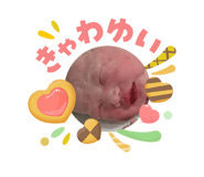 846425420