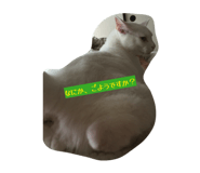 846425641