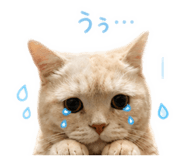846426093