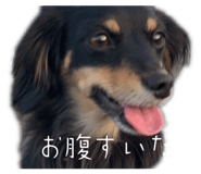 846426579