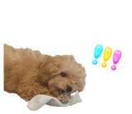 846427055